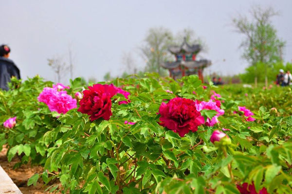 牡丹花会.jpg