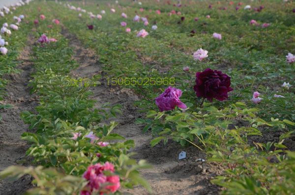 菏泽牡丹.jpg