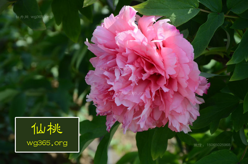 仙桃牡丹.jpg 仙桃牡丹.jpg