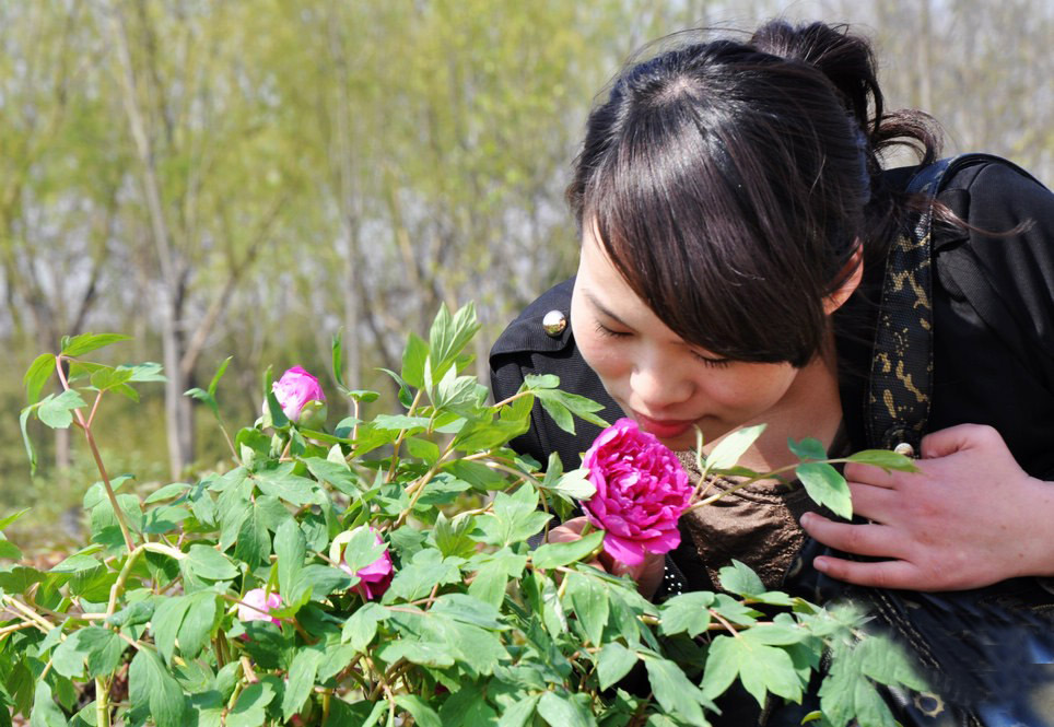 菏泽牡丹