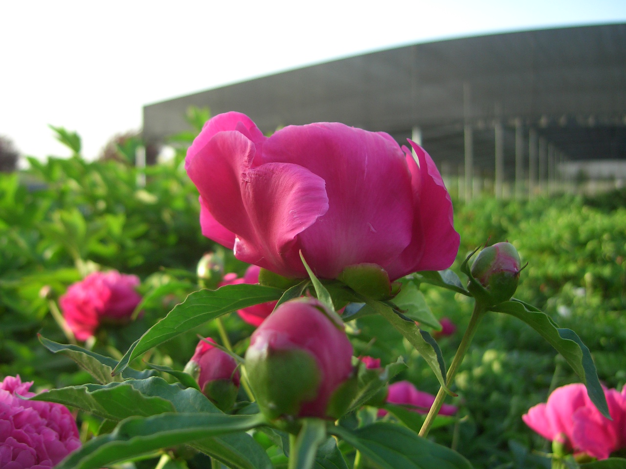 菏泽牡丹