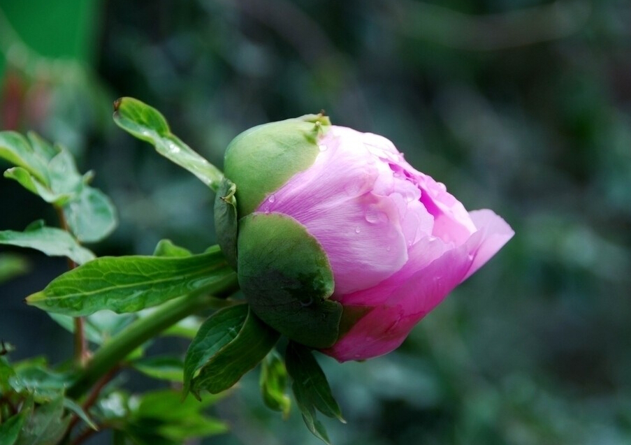 菏泽牡丹