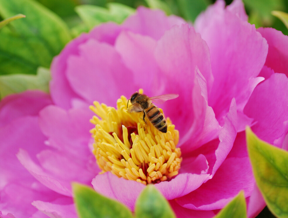 菏泽牡丹