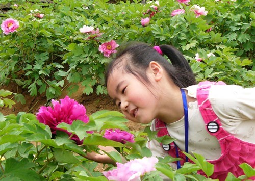 菏泽牡丹节赏牡丹的小姑娘