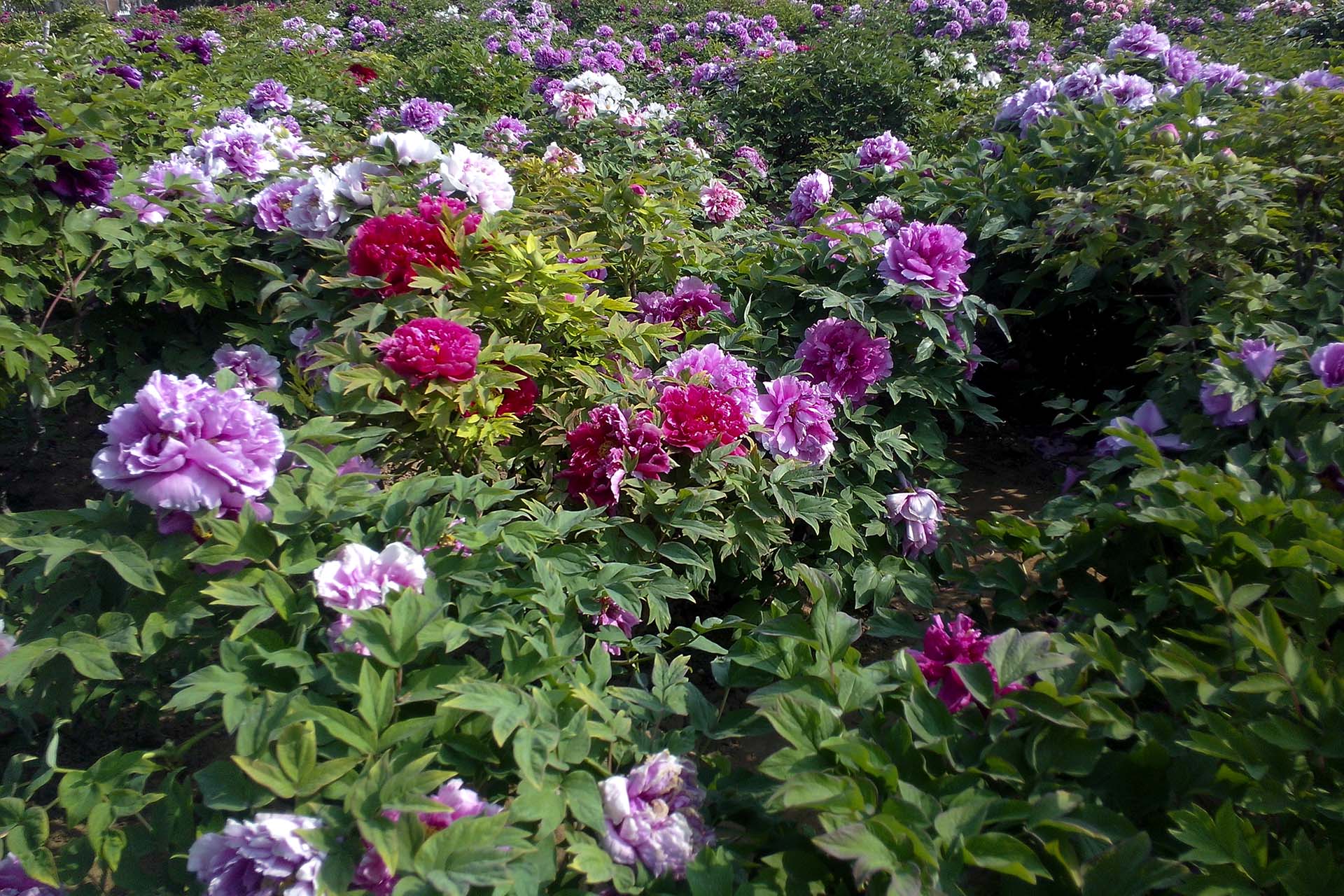 曹州牡丹园内百花齐放