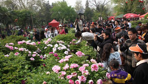  菏泽牡丹花会