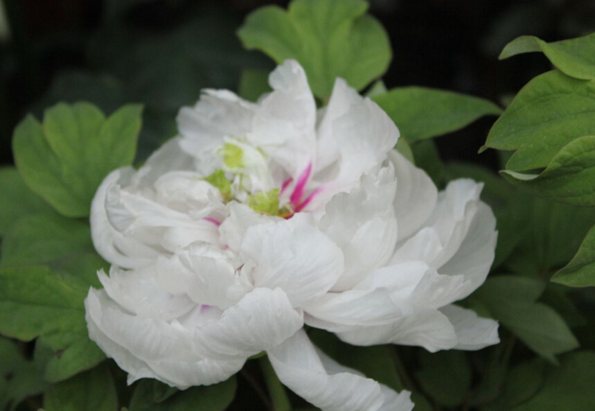 漂亮的白牡丹花