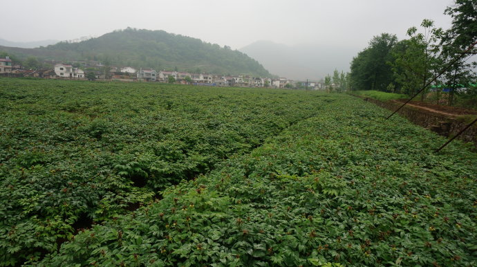 油用牡丹种植技术