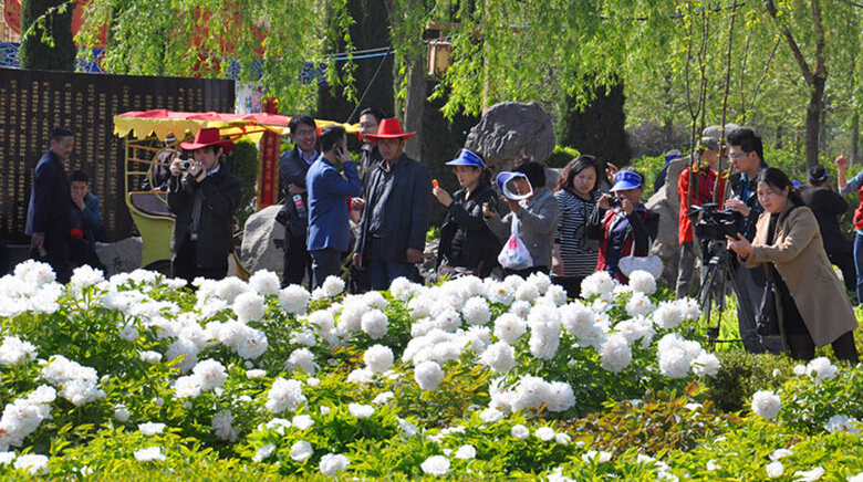 洛阳牡丹花会最佳旅游路线_洛阳牡丹花会旅游攻略大全