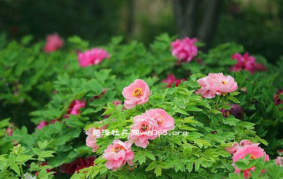 菏泽牡丹花开