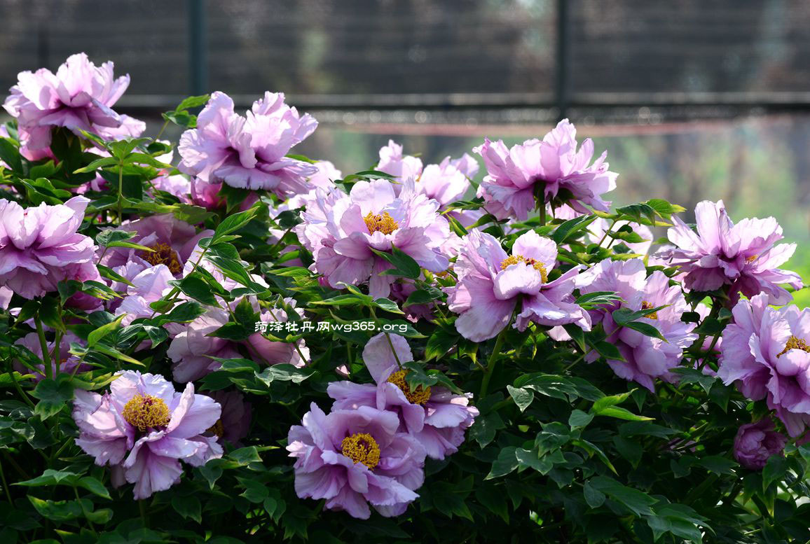 菏泽牡丹花会