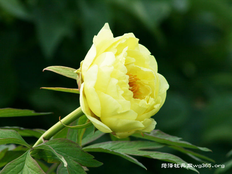 菏泽牡丹