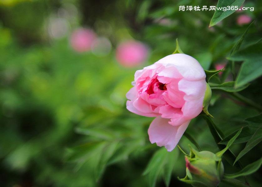 菏泽牡丹花会