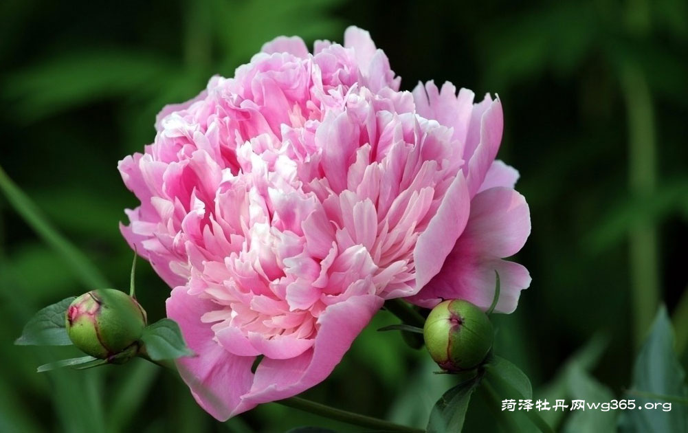 菏泽牡丹