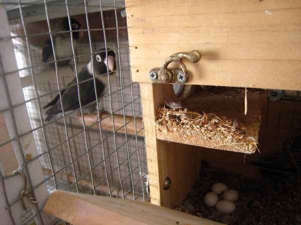 牡丹鹦鹉繁殖箱里的“宝贝蛋”