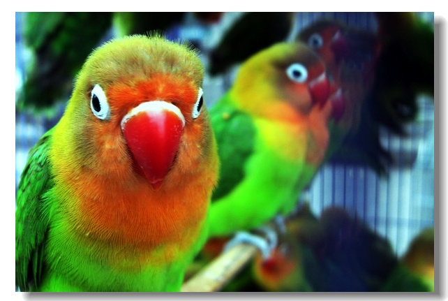 红牡丹鹦鹉图片