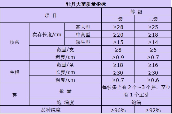 牡丹大苗质量评价标准