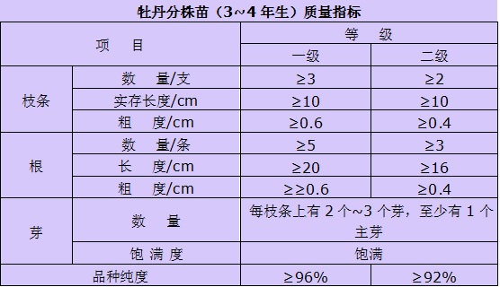 牡丹分株苗（3-4年生）质量评价标准