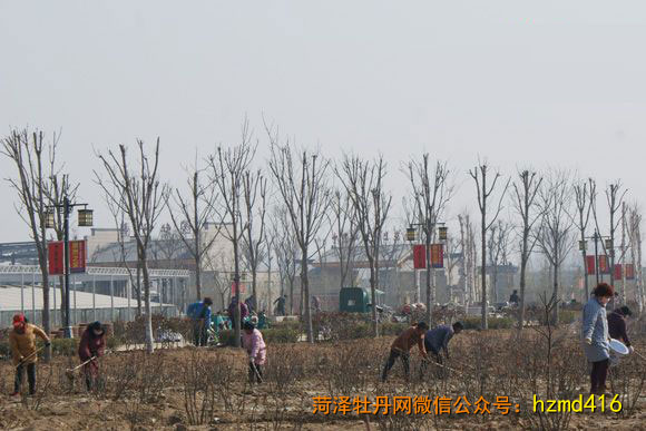 中国牡丹园内正在精心打理牡丹的园区工作人员