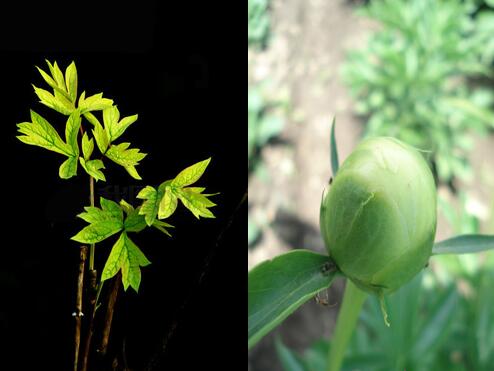 芍药和牡丹的区别图解：叶子