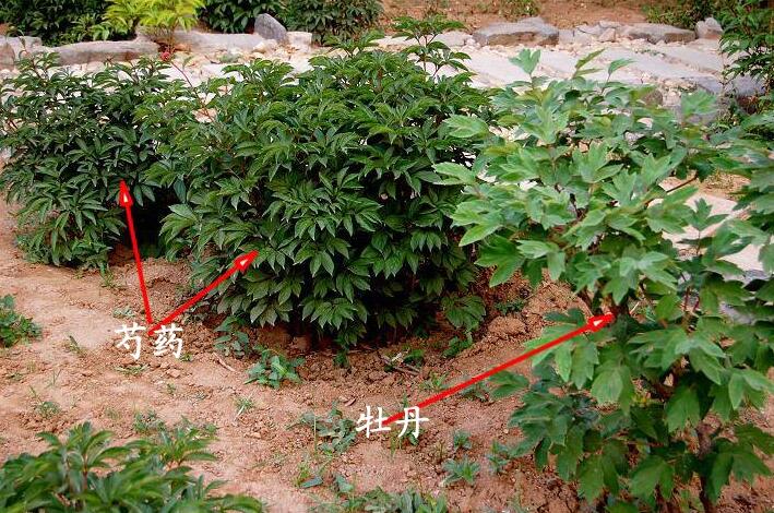 芍药和牡丹的区别对比图