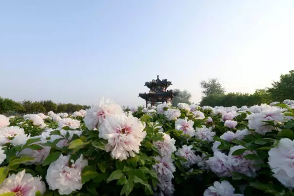 菏泽牡丹花开美景