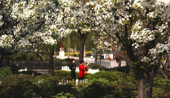 曹州牡丹园内满树花开，一些游客更在意晚些开放的牡丹