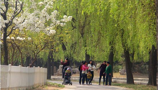 曹州牡丹园的春日美景，吸引了不少游客