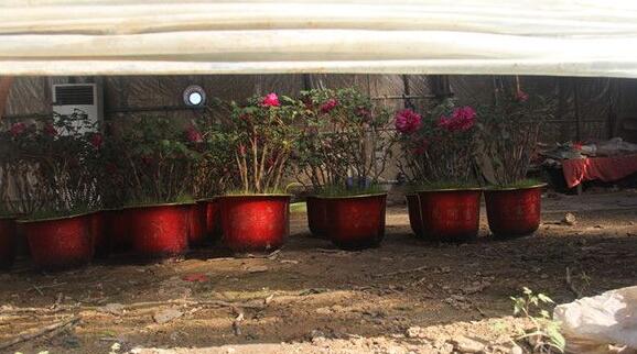 近日温度较高，花农把花棚打开，减缓催花牡丹开放