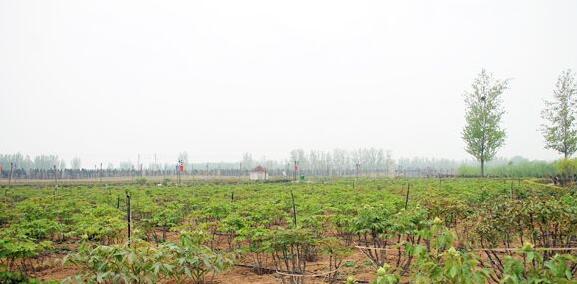 中国牡丹园内多数牡丹处于含苞待放阶段