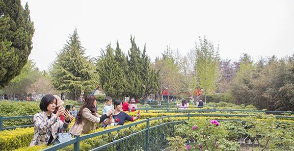 天香公园游园赏花的市民纷纷拍照留念