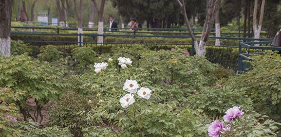 清明节小长假刚过，菏泽天香公园的牡丹花便开了