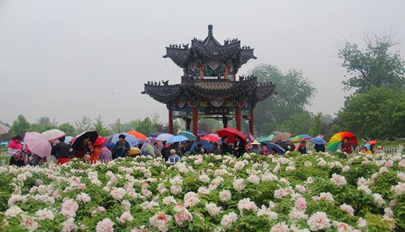 菏泽牡丹园内游客们雨中赏花