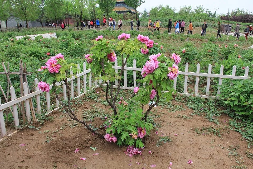 菏泽赏花需尽早 早中期牡丹接近尾声