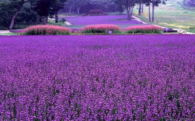 菏泽紫菏香草生态园