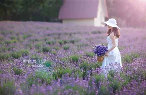 菏泽紫菏香草生态园