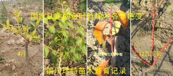 国家认定的金枝玉叶丝绵木和其它金叶丝绵木的区别