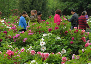 宝鸡植物园牡丹花开图片欣赏（10张大图）