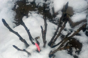牡丹冬天零下30度也不会冻死的养护方法技巧！