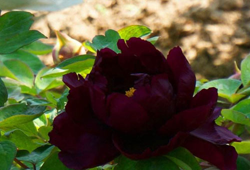 黑牡丹花