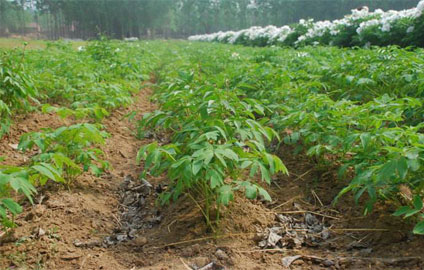 一亩地需要多少油用牡丹苗？一亩油用牡丹成本投入