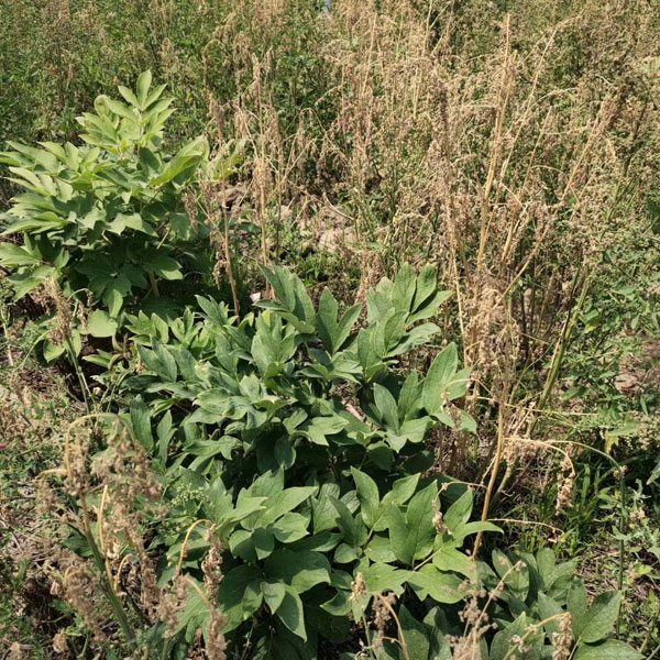 牡丹除草剂用什么药.jpg