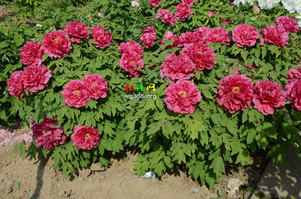牡丹花二月份能放室外吗？菏泽牡丹花农告诉你1