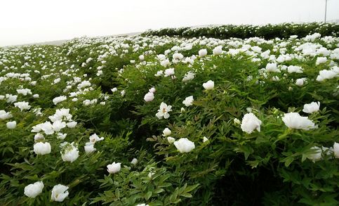 菏泽荣获“全国木本油料特色区域示范市”称号