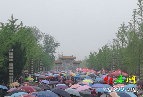 这是赏牡丹，还是拼雨伞？