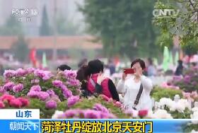 2400余株菏泽牡丹北京天安门娇艳绽放