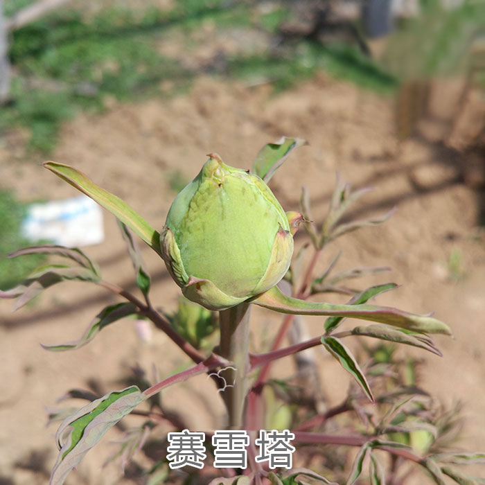 赛雪塔牡丹花蕾