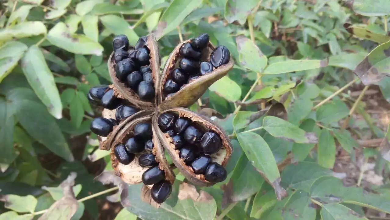 成熟的油用牡丹果实