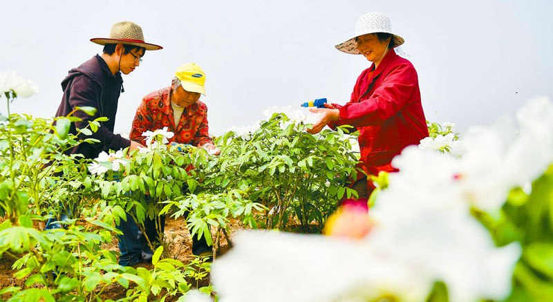 油用牡丹种植投资.jpg