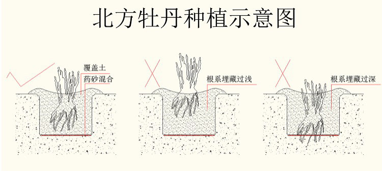 北方牡丹种植方法示意图.jpg